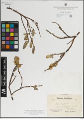 Foto von Salix lanata L.